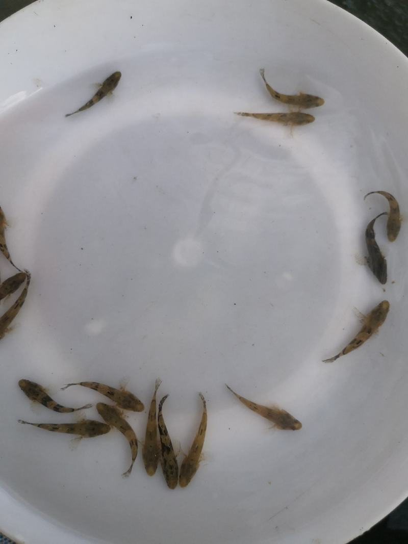 l供应优质淡水鱼苗，笋壳鱼苗生长快抗病力强。
