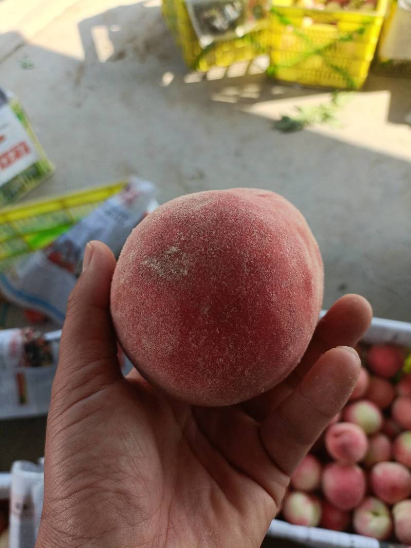 新鲜原产地桃子品种齐全个大色艳8