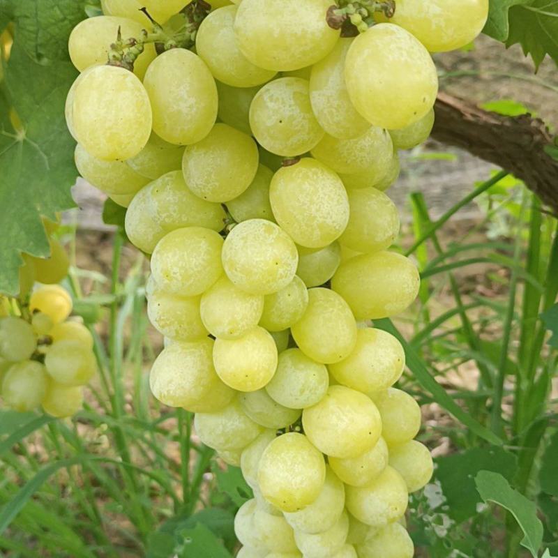 运城夏县青提大量上市需要的老板联系