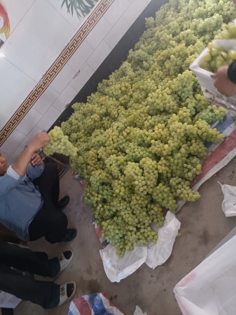 运城夏县青提大量上市需要的老板联系