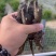泰鳄苗暹罗鳄苗鳄鱼苗