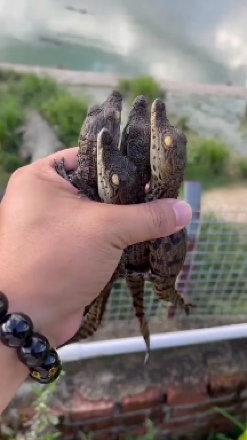 泰鳄苗暹罗鳄苗鳄鱼苗