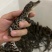 泰鳄苗暹罗鳄苗鳄鱼苗