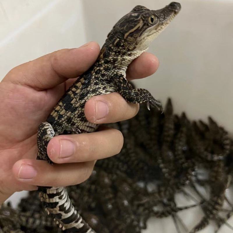 泰鳄苗暹罗鳄苗鳄鱼苗