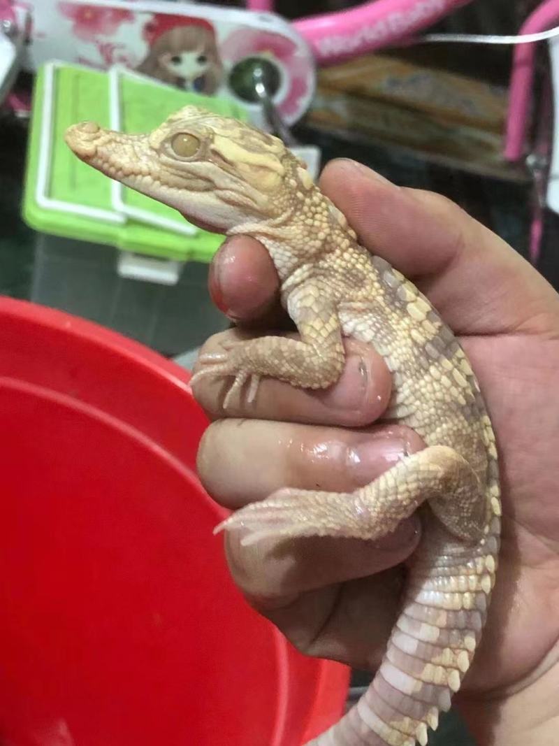 泰鳄苗暹罗鳄苗鳄鱼苗