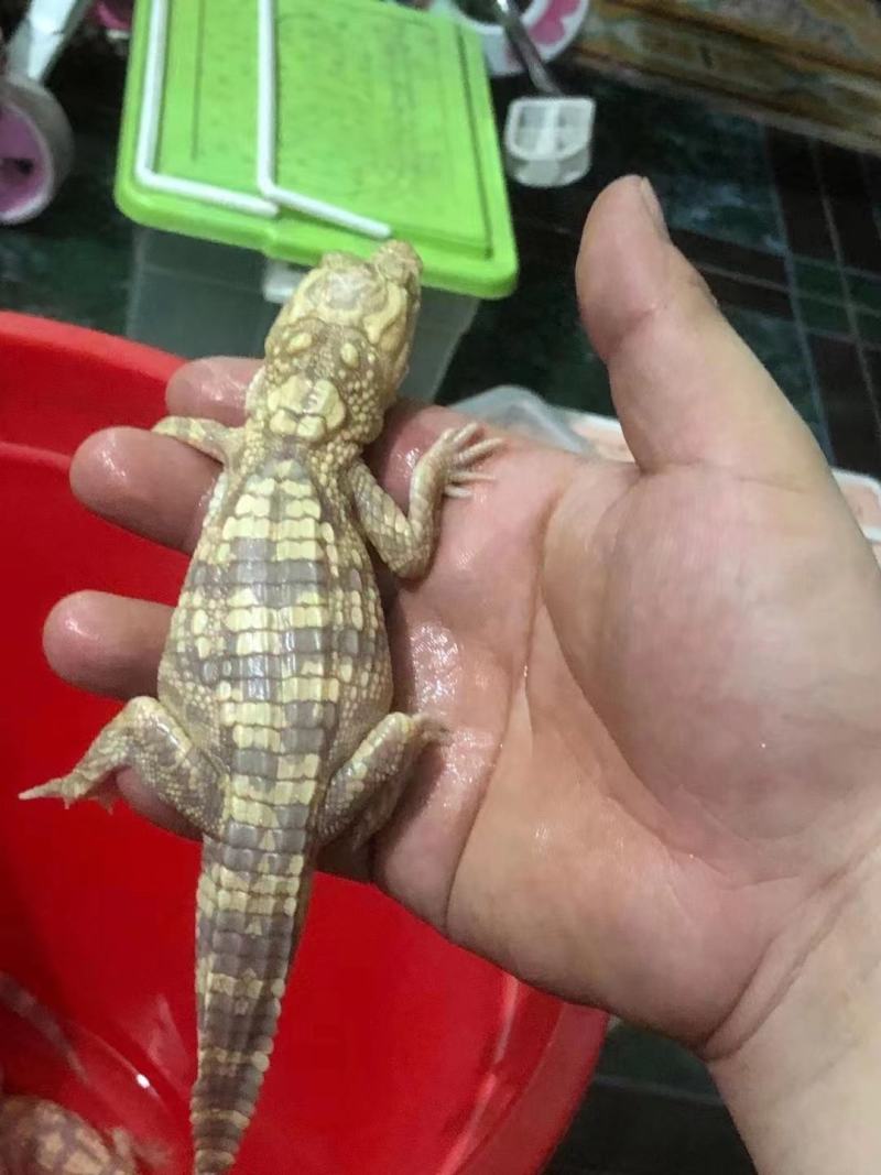 泰鳄苗暹罗鳄苗鳄鱼苗