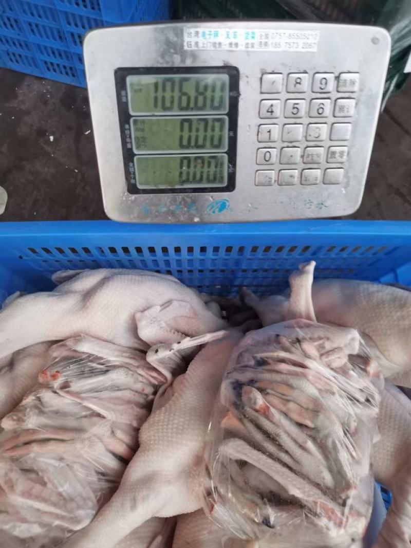 清远黑棕鹅批发现杀支持发出全国冷链保证新鲜质量