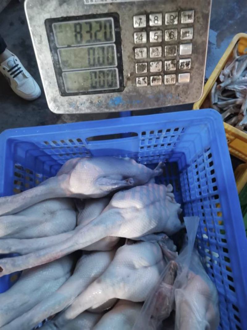 清远黑棕鹅批发现杀支持发出全国冷链保证新鲜质量
