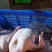 清远黑棕鹅批发现杀支持发出全国冷链保证新鲜质量