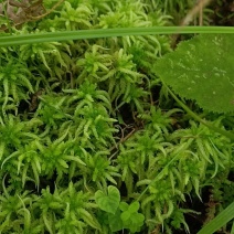 广西精品海花草（水青台）