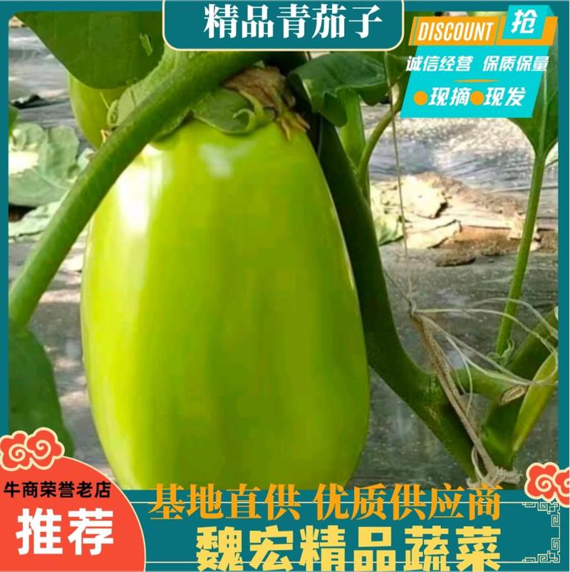 推荐】精品青茄，辽宁海城高温棚青茄大量上市产地直销
