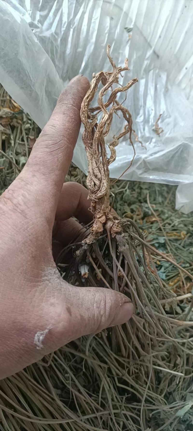高防野黄连