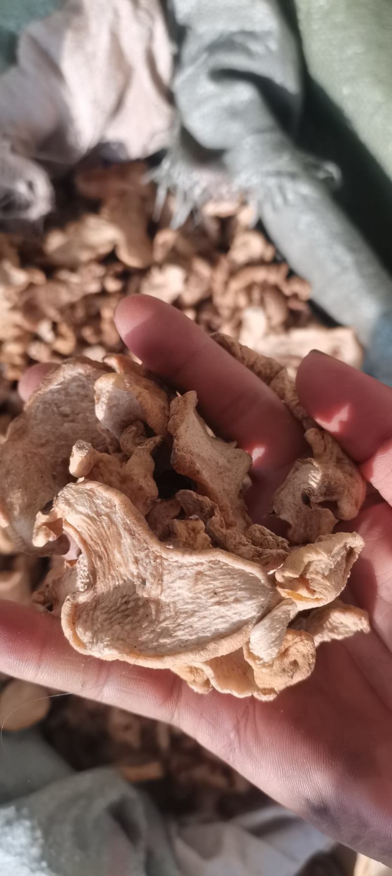 黄精鸡头黄精干货自然晾晒产地直发货源充足欢迎联系