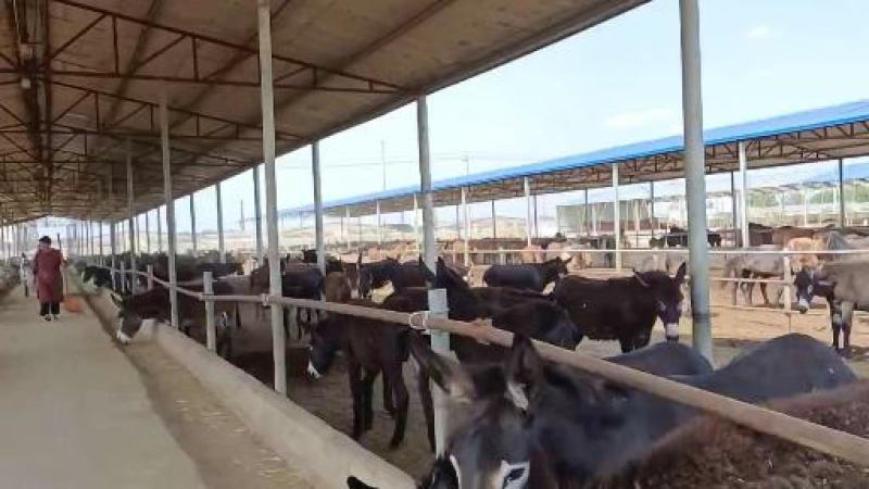 活口驴德州驴三粉驴活口二岁活驴养殖基地直供纯草料饲