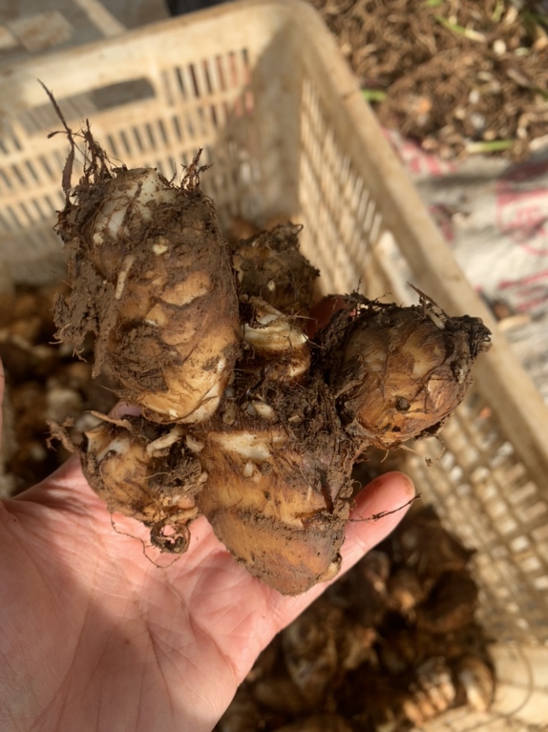 山岭地毛芋头，软绵面