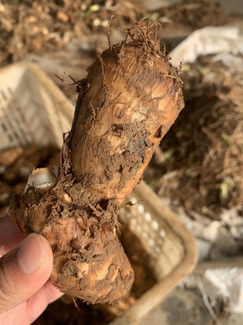 山岭地毛芋头，软绵面