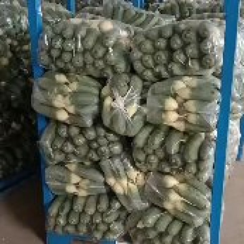 萝卜潍县萝卜青萝卜水果萝卜大量有货潍县青萝卜潍坊萝卜