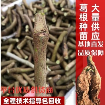 大量供应葛根种苗，葛根苗全程技术指导，包回收欢迎来电