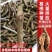 大量供应葛根种苗，葛根苗全程技术指导，包回收欢迎来电