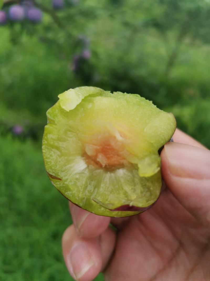 晚熟脆红李，湖北果然好果业千亩李子基地货源