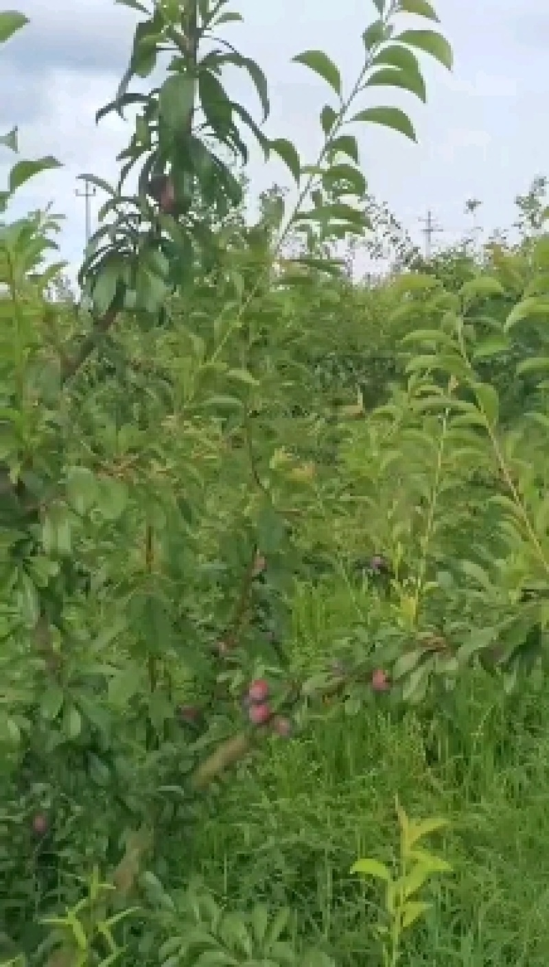 晚熟脆红李，湖北果然好果业千亩李子基地货源
