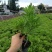 高20—30公分木春菊小杯，货漂亮，木春菊大杯基地