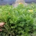 高20—30公分木春菊小杯，货漂亮，木春菊大杯基地