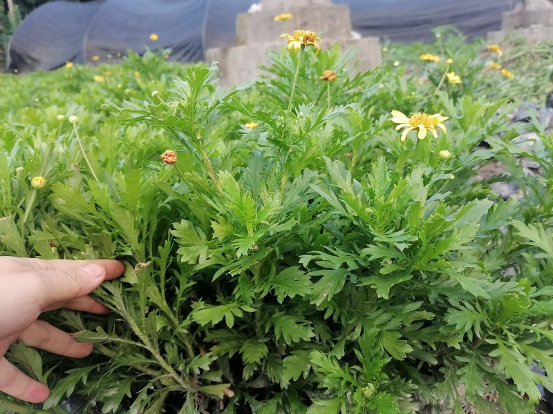 高20—30公分木春菊小杯，货漂亮，木春菊大杯基地