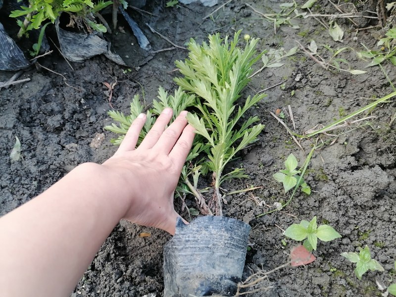 高20—30公分木春菊小杯，货漂亮，木春菊大杯基地