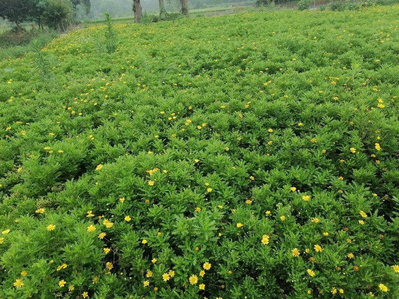 高20—30公分木春菊小杯，货漂亮，木春菊大杯基地