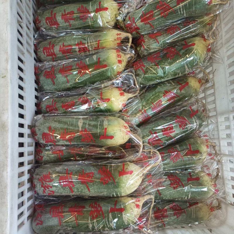 萝卜潍县萝卜青萝卜水果萝卜大量有货潍县青萝卜潍坊萝卜