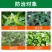 氯氟吡氧乙酸水花生猪殃殃空心莲子草水葫芦阔叶杂草除草剂