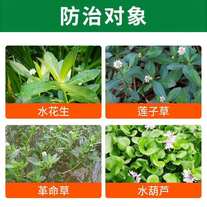 氯氟吡氧乙酸水花生猪殃殃空心莲子草水葫芦阔叶杂草除草剂