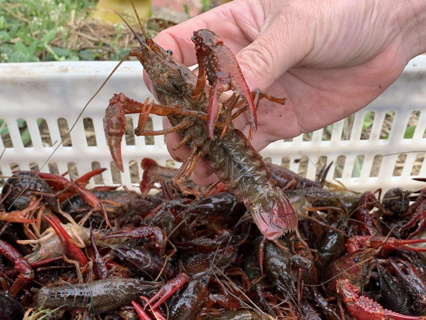 一位健康阳光的男性正在享用小龙虾与蔬菜搭配的营养餐,背景为温馨的家庭餐桌环境 小龙虾与男性健康生活场景