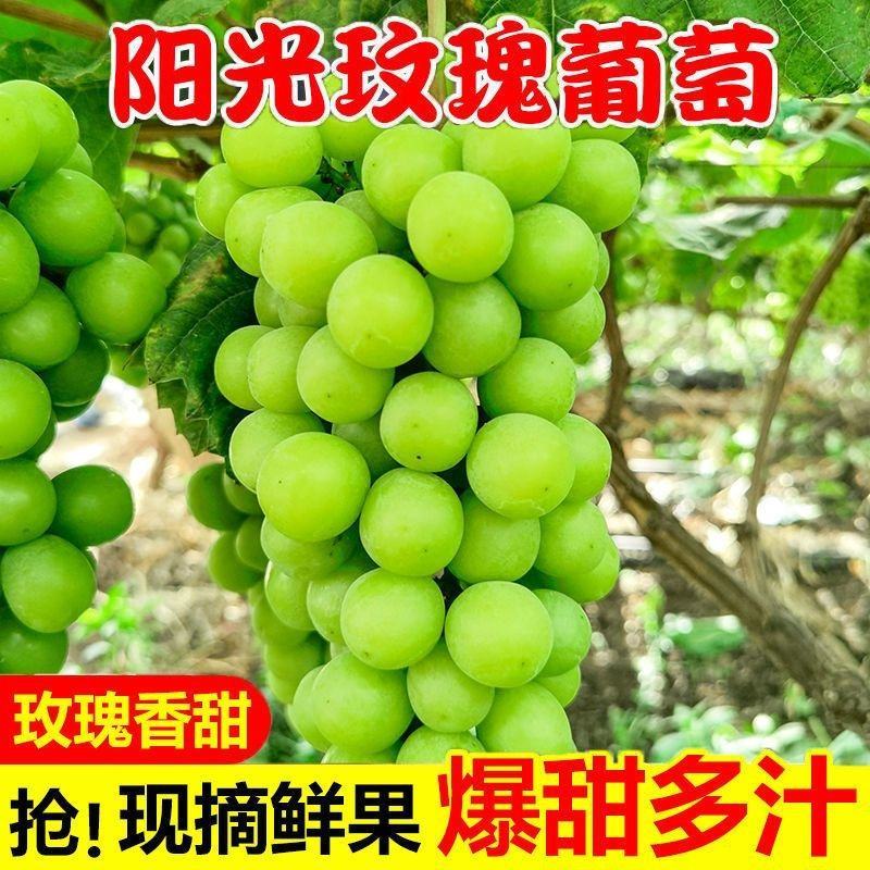 【推荐】湖南澧县阳光玫瑰葡萄大量供应质量保证