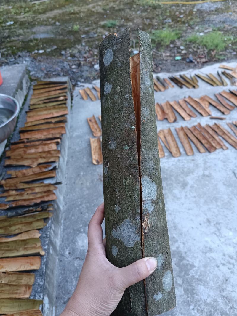 【产地直销】桂皮大量供应湖南产地直销质量上乘量大优惠