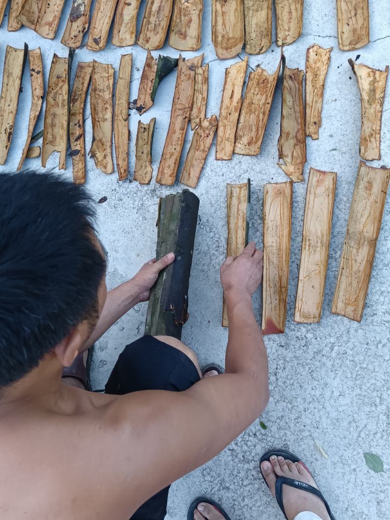 【产地直销】桂皮大量供应湖南产地直销质量上乘量大优惠