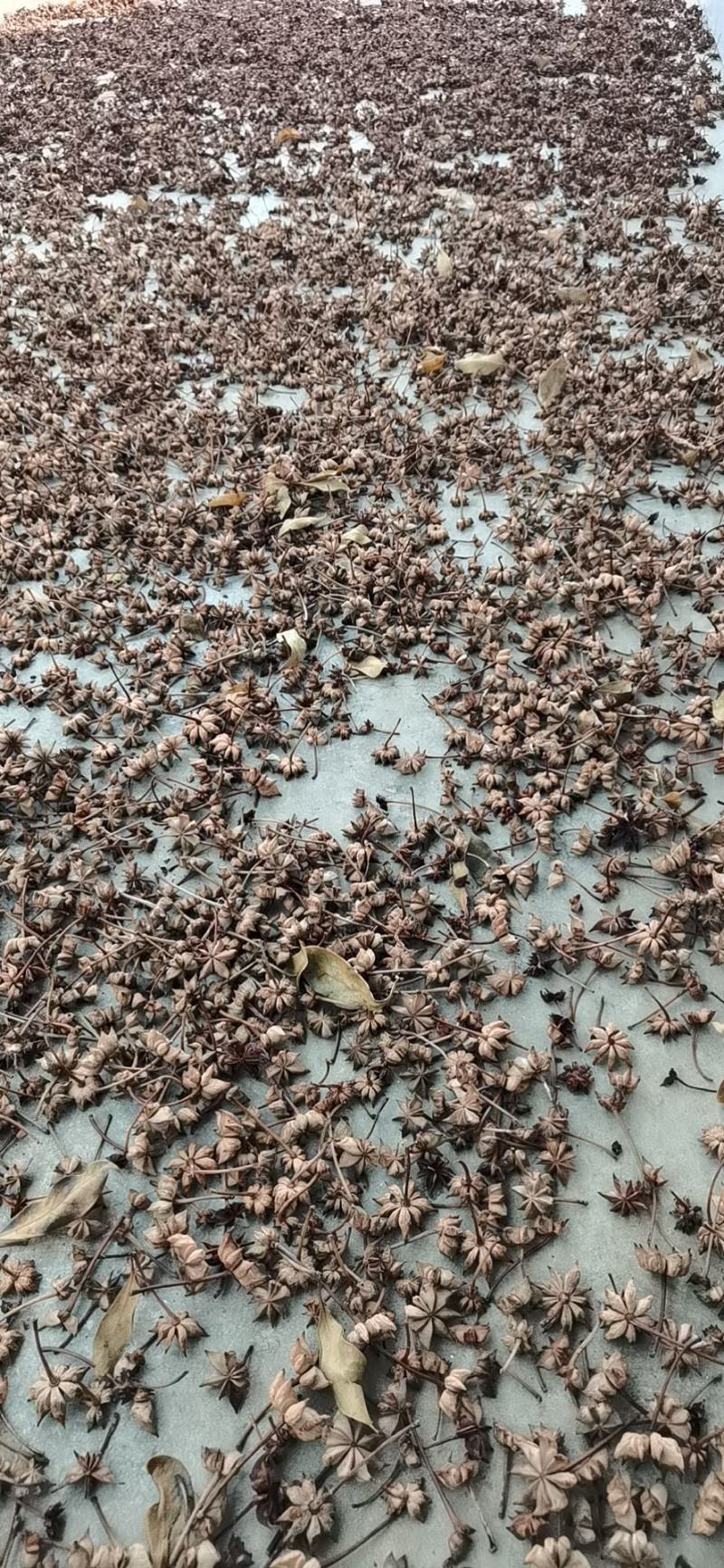 八角，大量上了