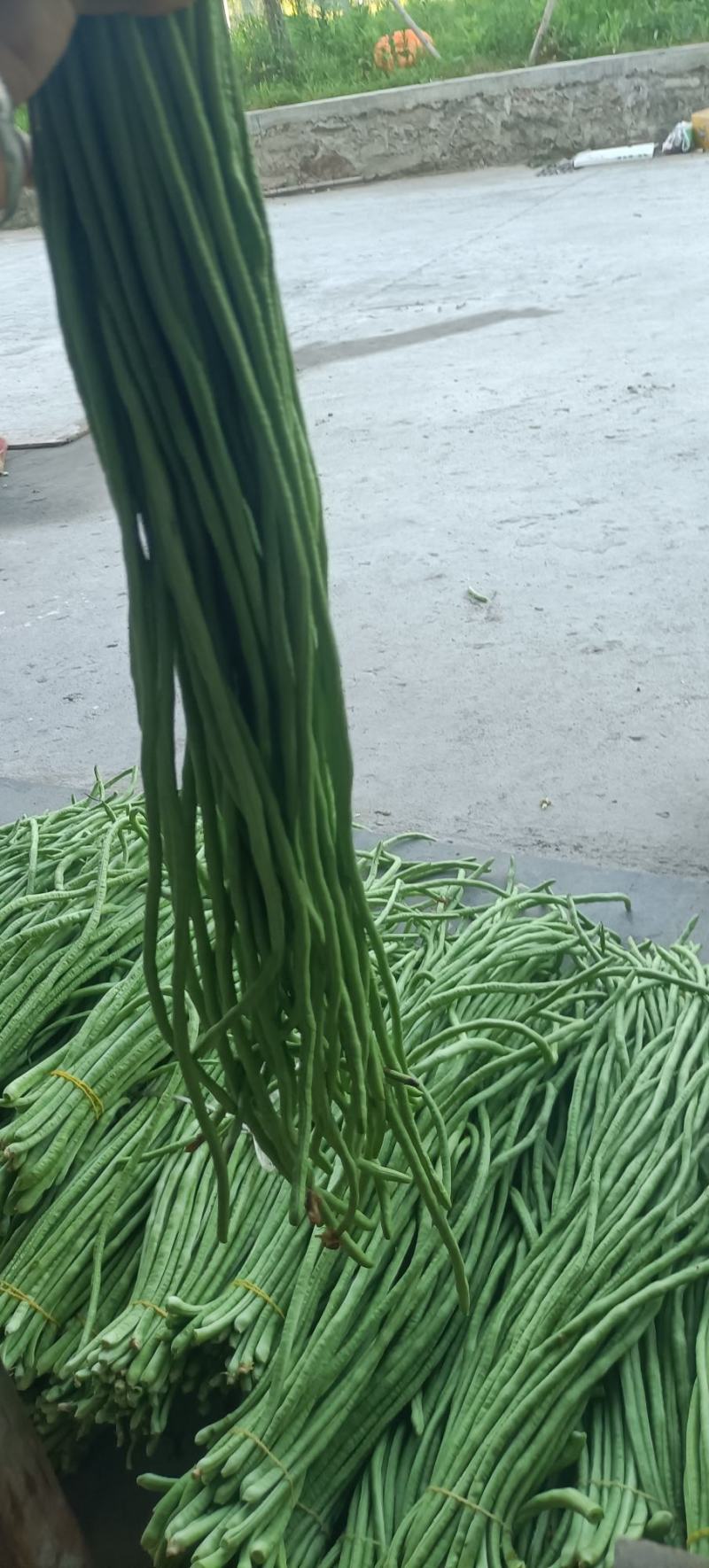 长豆