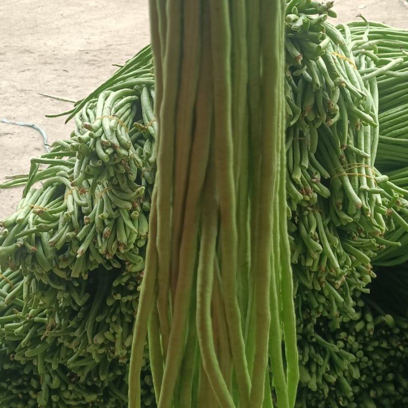 长豆