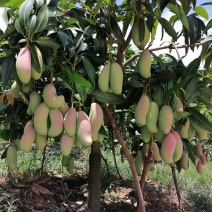 百色象牙芒大量上市了