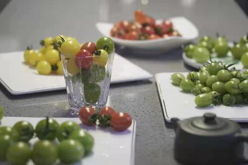 绿色圣女果与红色圣女果对比图