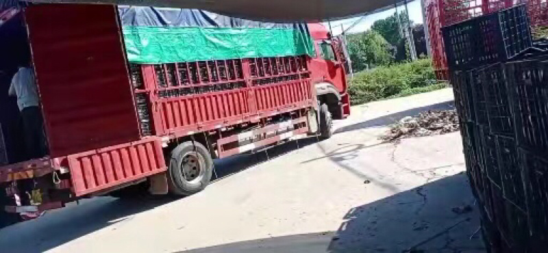 《秋月梨》水分足果色好河北产地现发欢迎进店联系