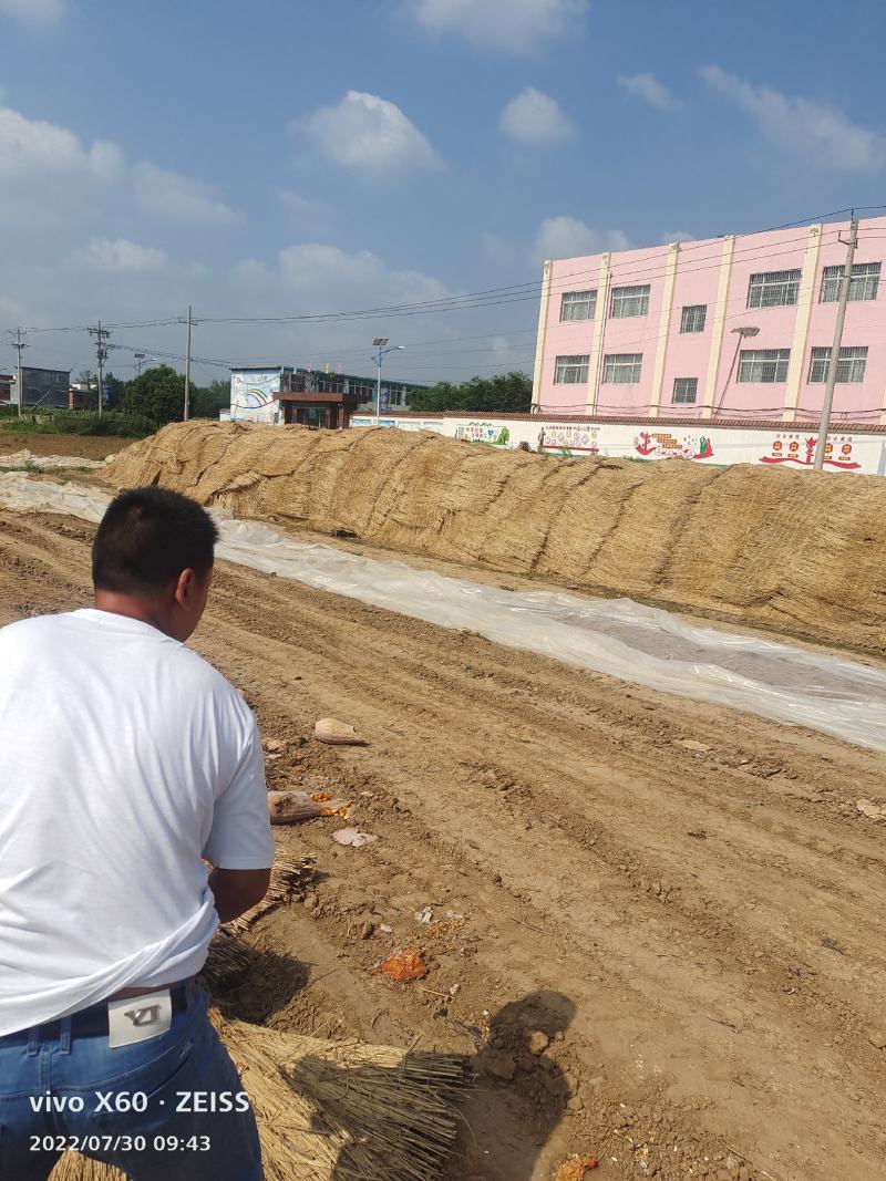 【蜜本南瓜】南阳南瓜金香密本南瓜大量上市质量优口感好