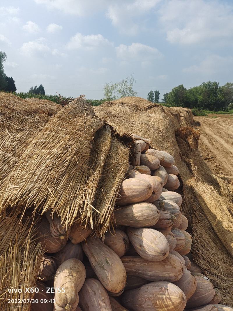 【蜜本南瓜】南阳南瓜金香密本南瓜大量上市质量优口感好