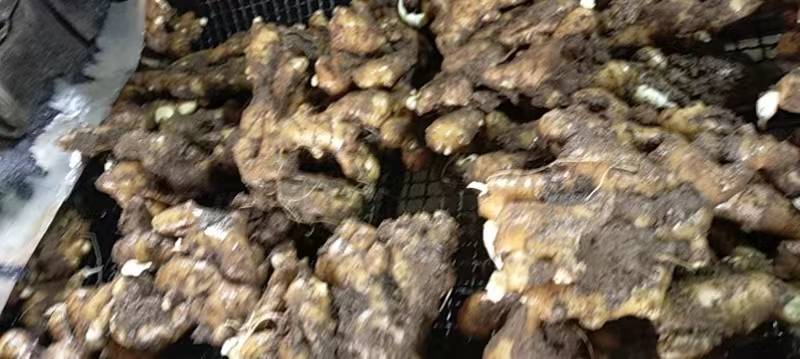 老人在厨房切生姜