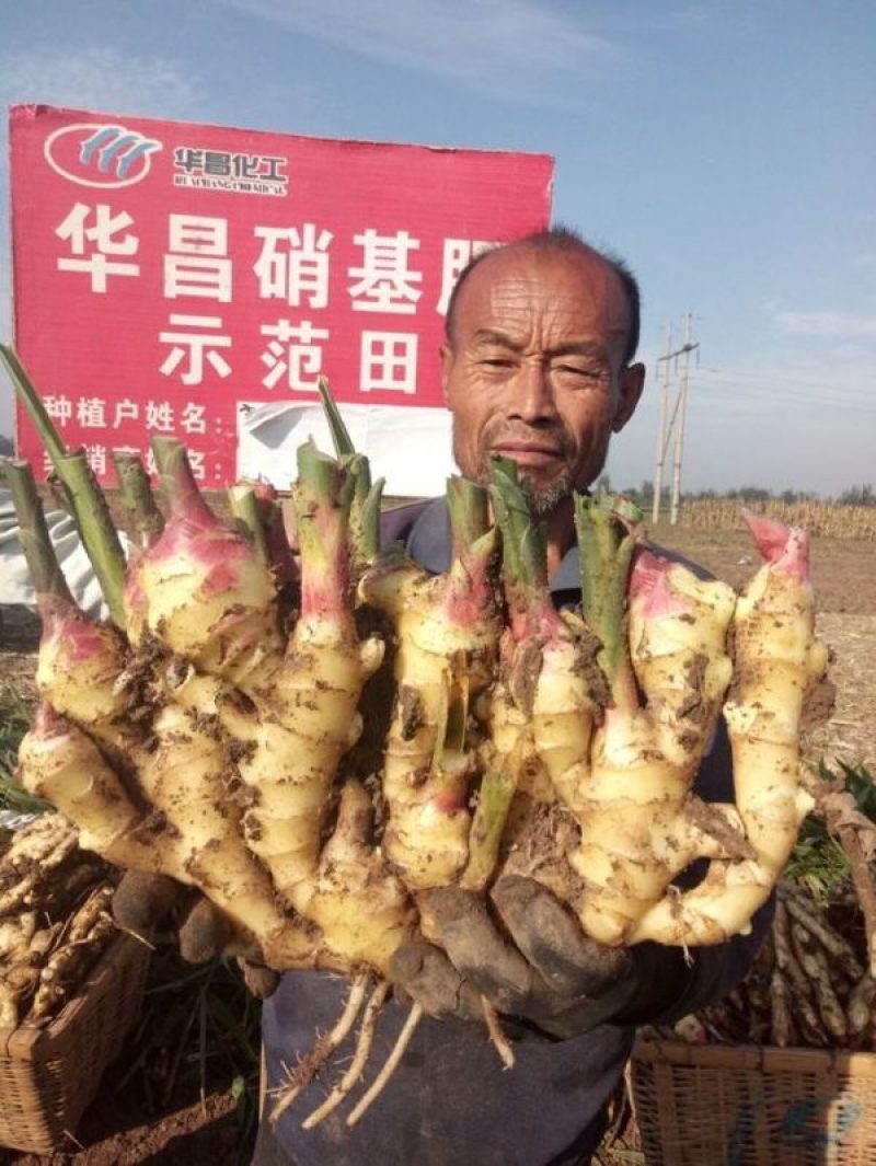 沙地大黄姜，小黄姜，水洗姜，风干姜，姜把，姜母，姜种！