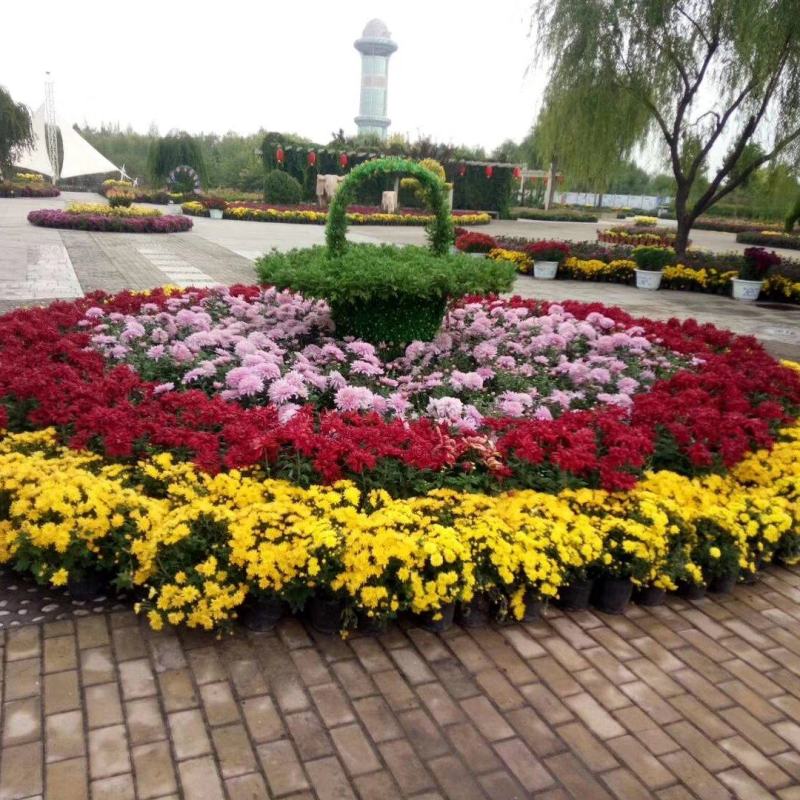 实批发【菊花盆景】展会菊花造型，对接单位活动政府采购招标