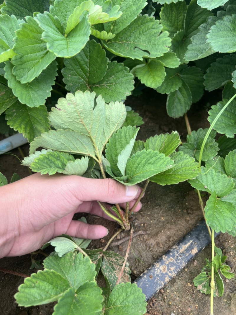 宁玉草莓苗大叶宁玉草莓苗脱毒宁玉草莓苗四叶一心以上