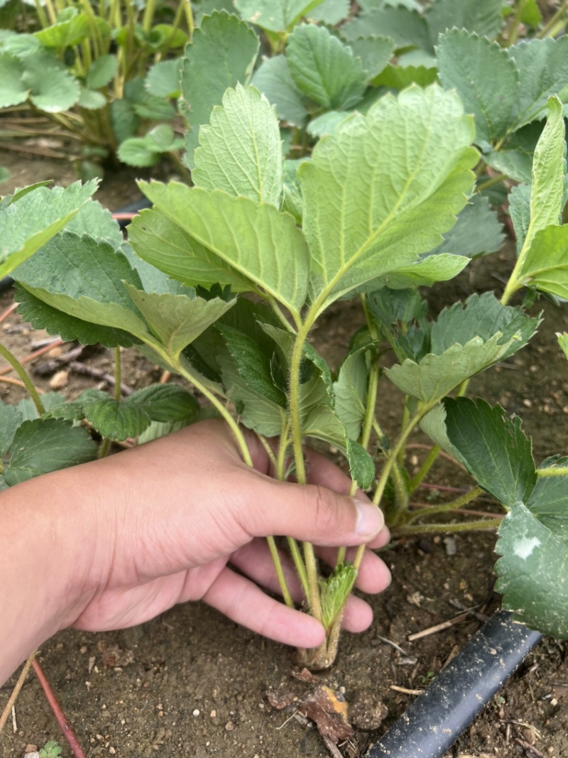 宁玉草莓苗大叶宁玉草莓苗脱毒宁玉草莓苗四叶一心以上